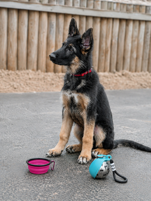 Portable dog water bottle with stainless steel design from Midello.eu