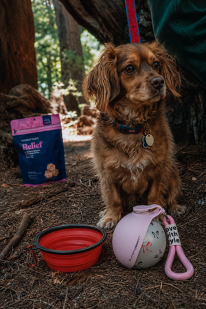 Portable dog water bottle with stainless steel design from Midello.eu